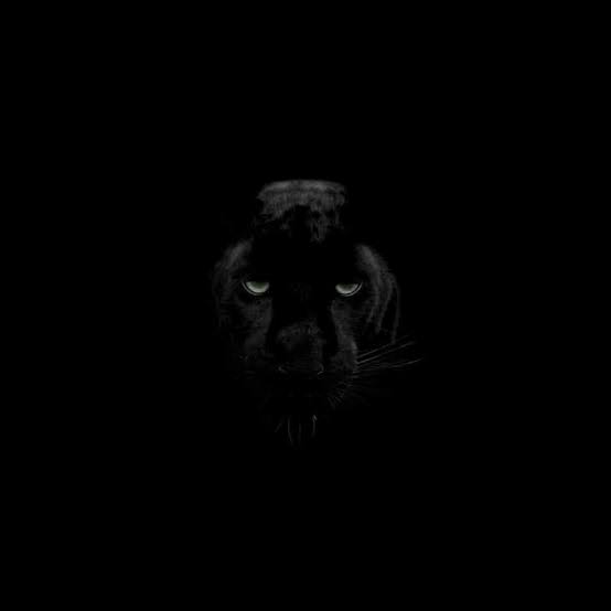 PANTERA - Preta Full